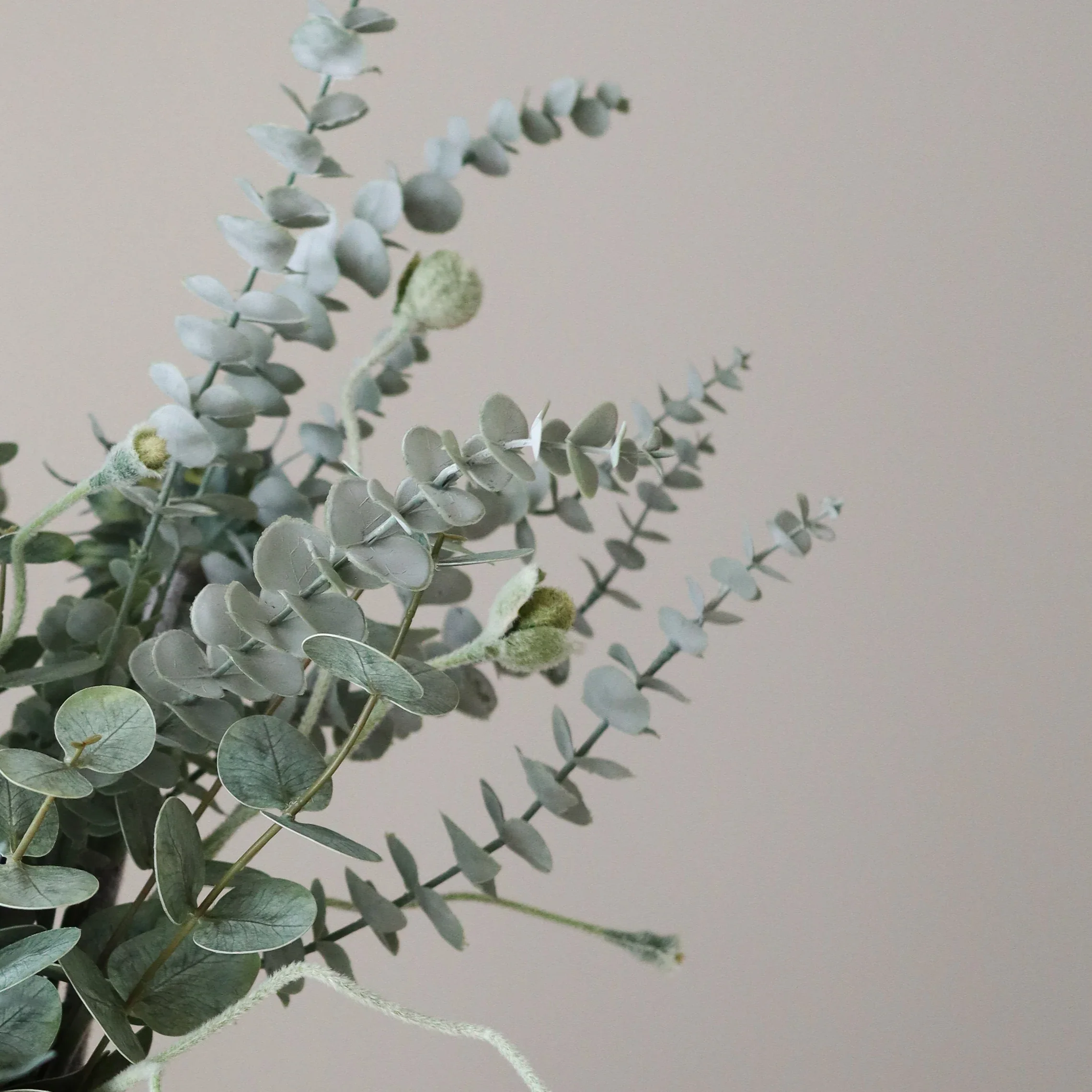 Soft Ash - Image 2