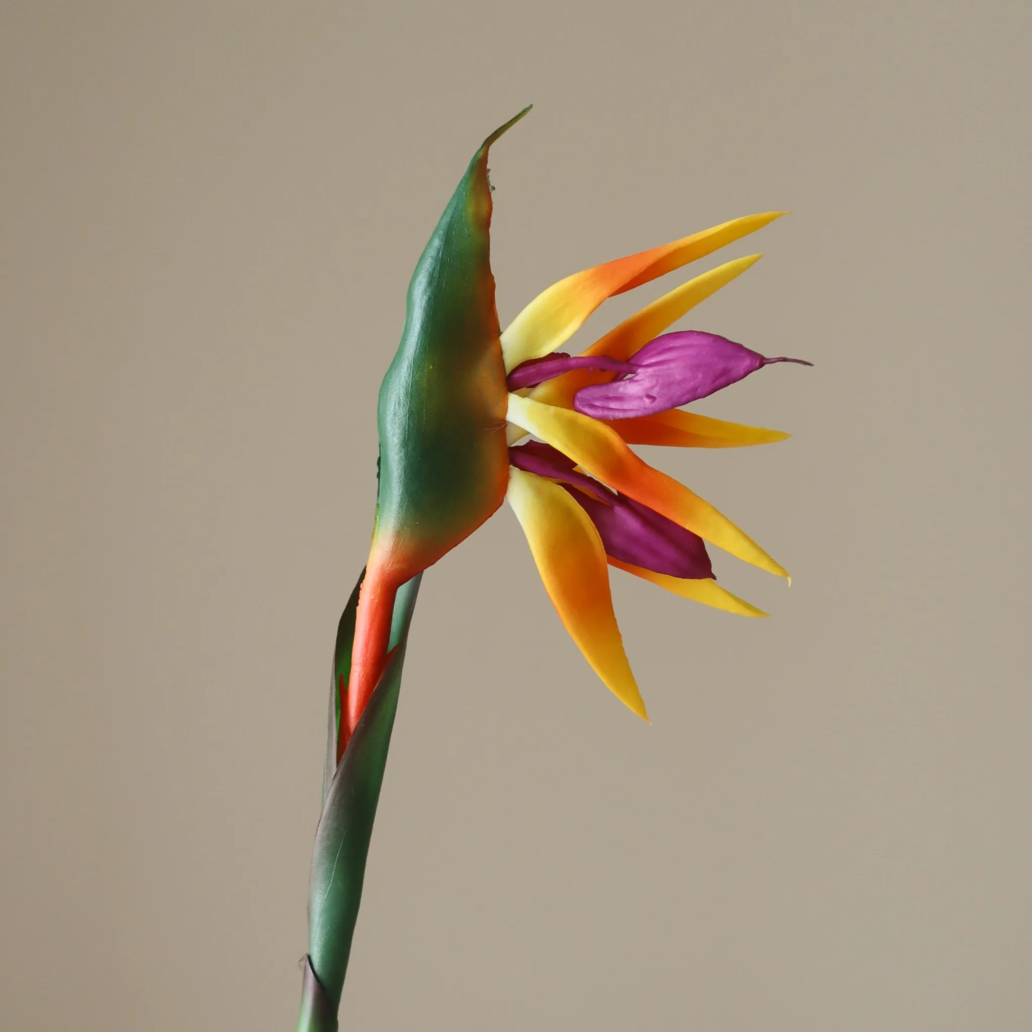 Orange Strelitzia "Bird of Paradise" Flower - Image 2