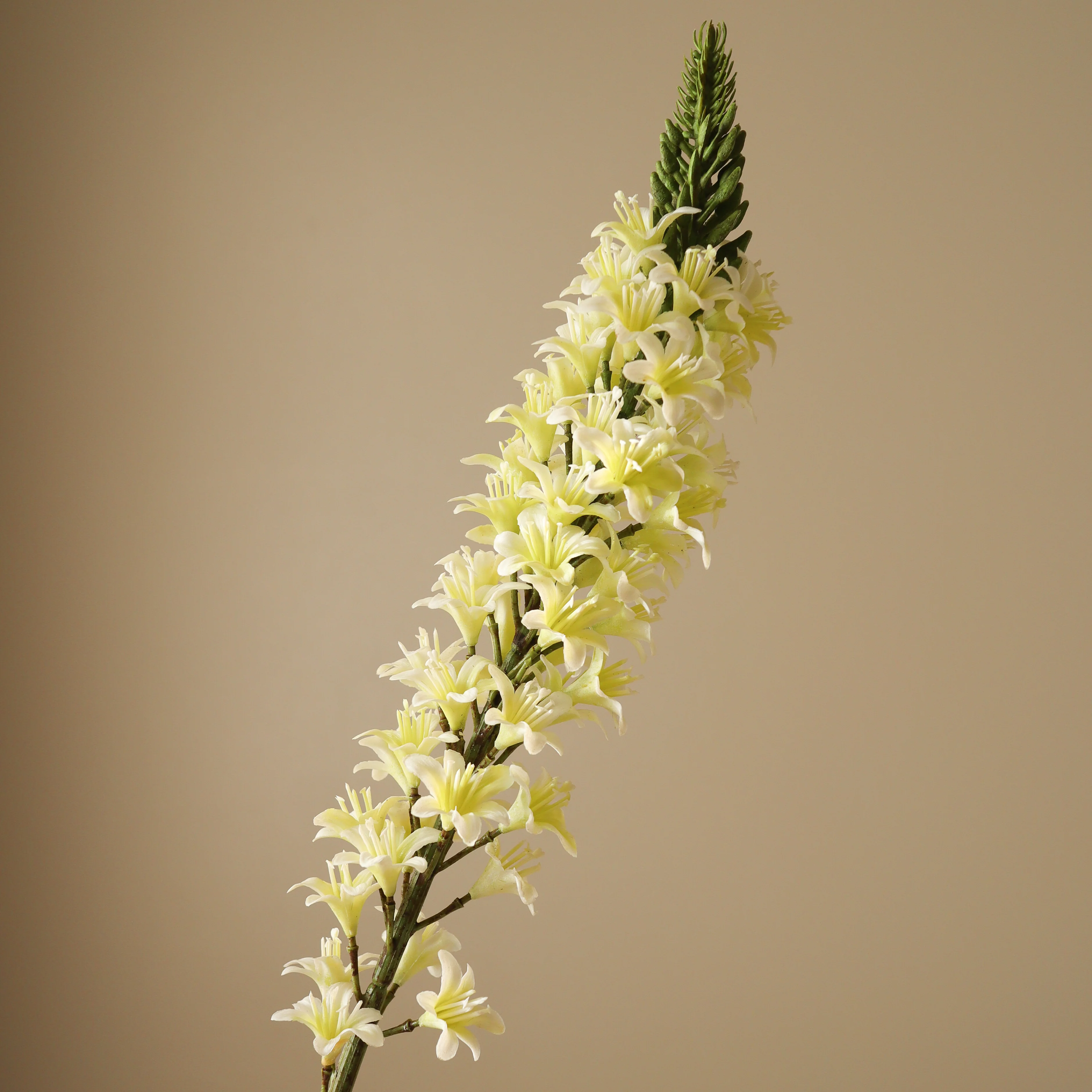 White Eremurus Large Foxtail Lily - Image 3