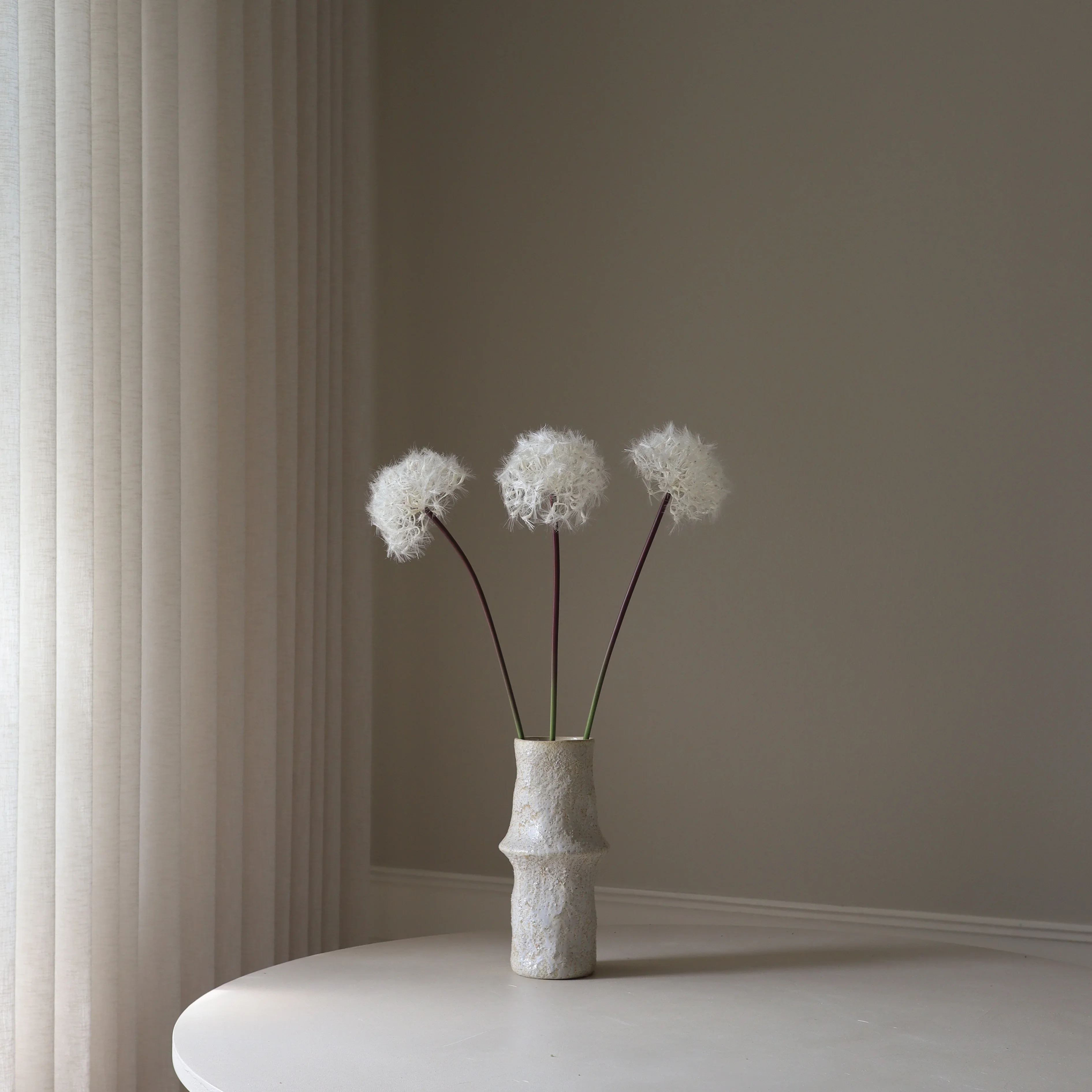 White Large Dandelion - Image 3