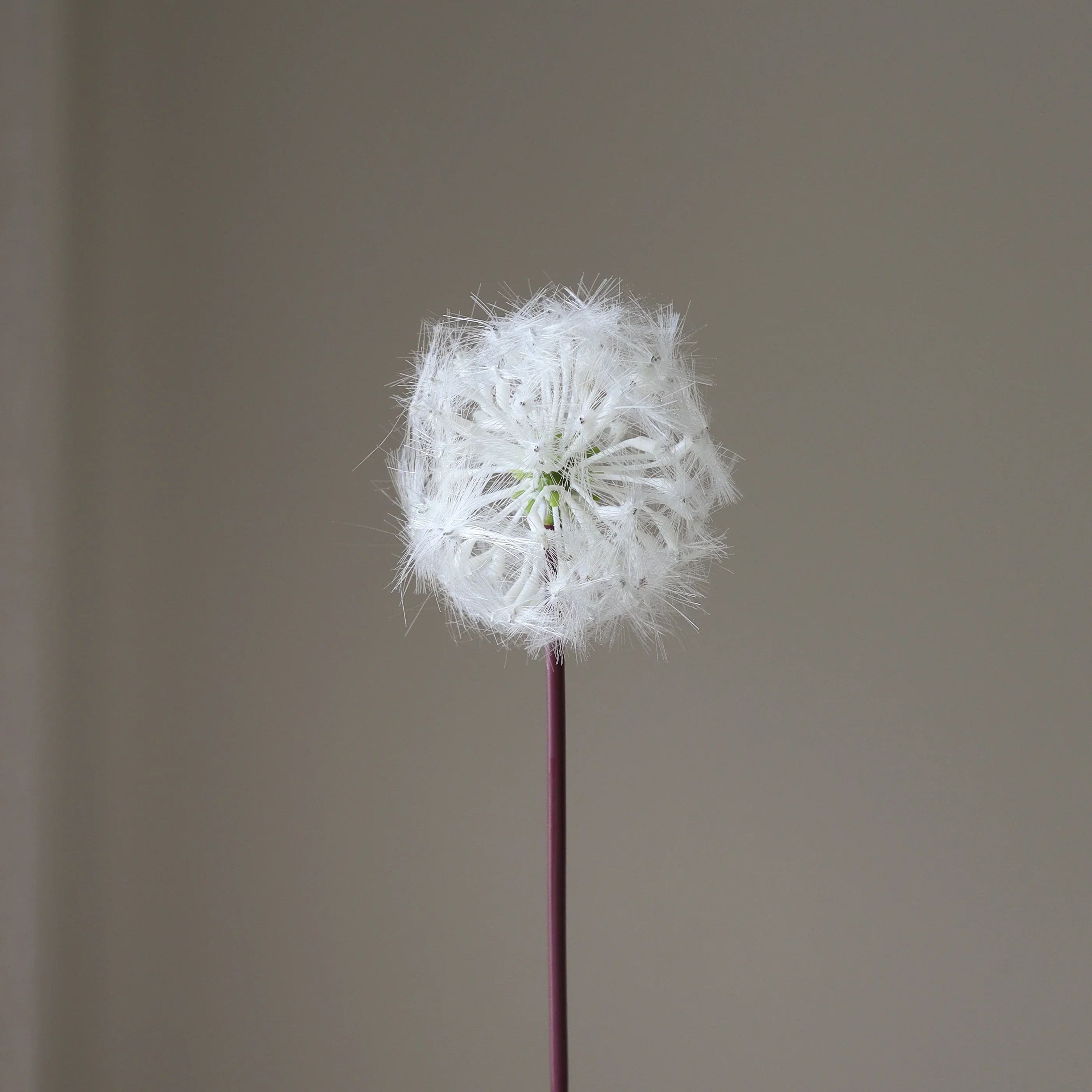 White Small Dandelion - Image 2